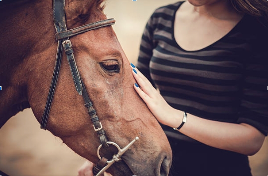 From the Track to Therapy: Thunderbolt, the Horse Racing Hero Helping Children with Disabilities